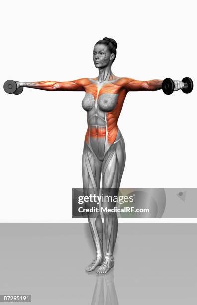 lateral raise - transverse abdominis stock illustrations