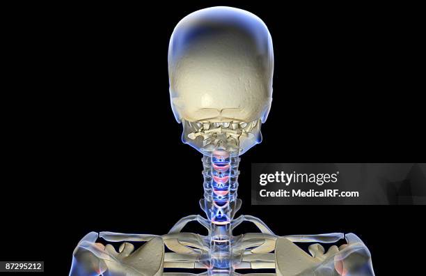 ilustraciones, imágenes clip art, dibujos animados e iconos de stock de the bones of the head and neck - hueso occipital