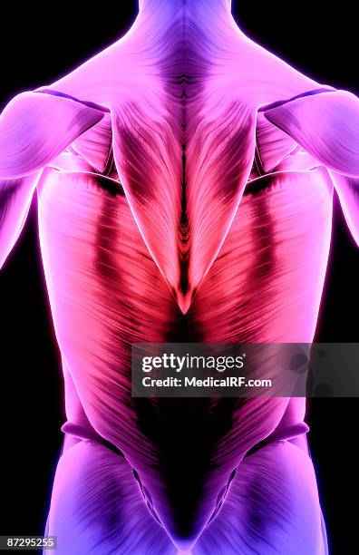 muscles of the back - infraspinatus stock illustrations