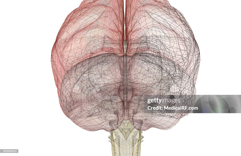 The brainstem