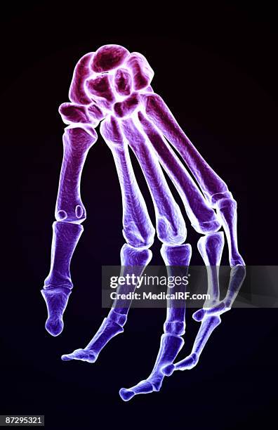 Navigular Hand Navicular Bone Of Hand High Res Illustrations - Getty Images