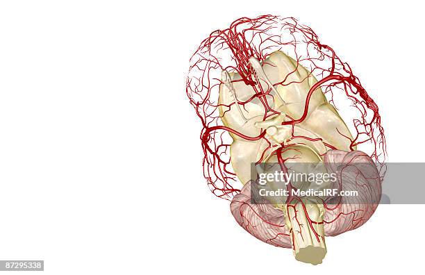 ilustrações, clipart, desenhos animados e ícones de the arteries of the brain - círculo de willis