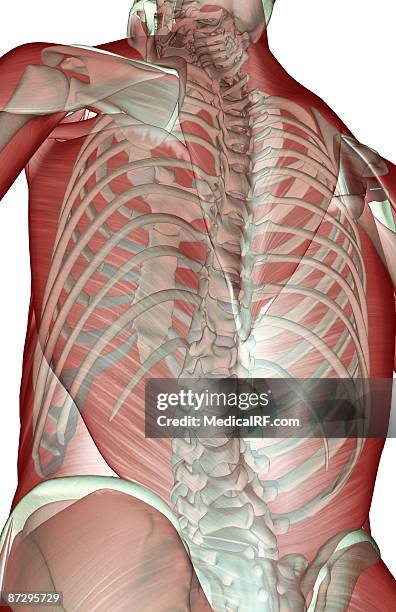 the musculoskeleton of the upper body - infraspinatus stock illustrations