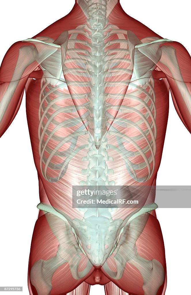 Trunk Disc Body The Musculoskeleton Of The Trunk High-Res Vector Graphic - Getty Images