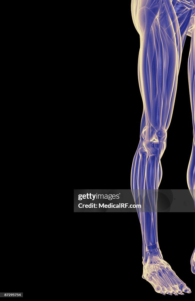 The Muscles Of The Lower Limb High Biology Diagrams