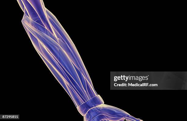 the muscles of the forearm - flexor carpi radialis stock-grafiken, -clipart, -cartoons und -symbole