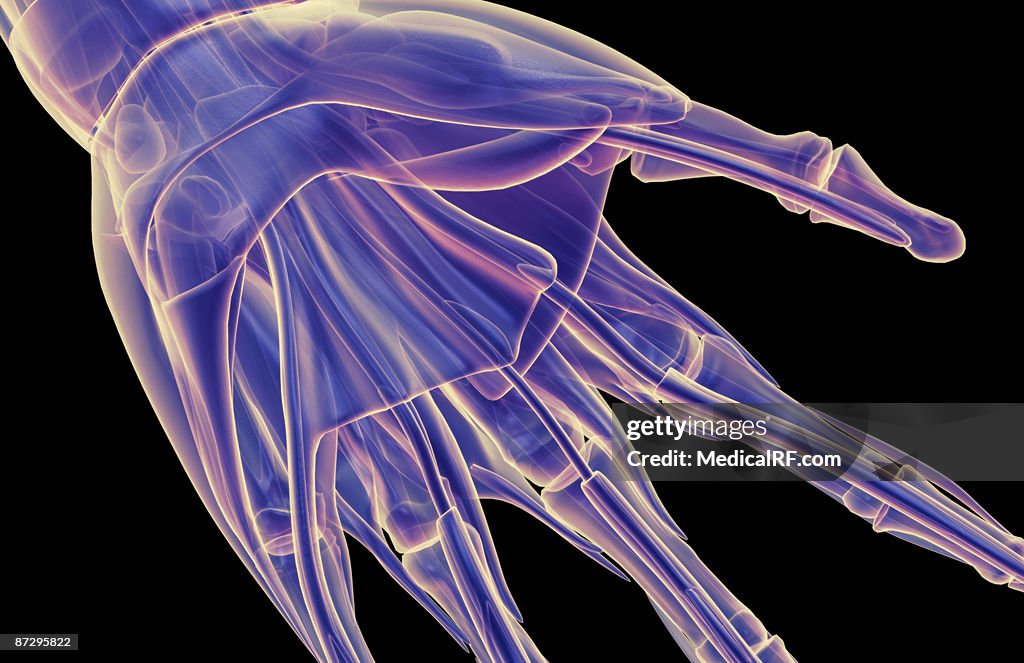 The muscles of the hand