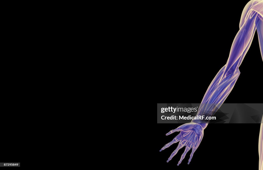 The muscles of the upper limb