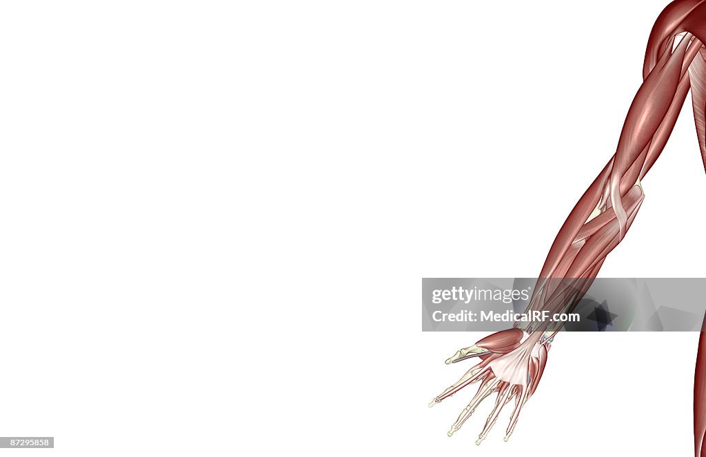 The muscles of the upper limb