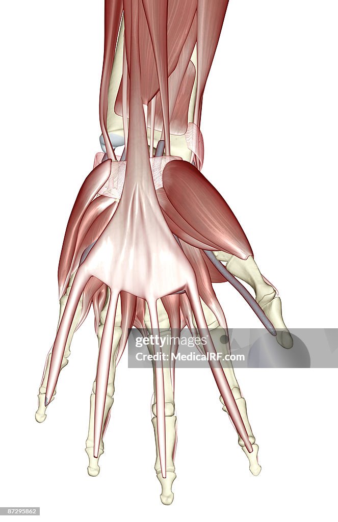 The muscles of the hand