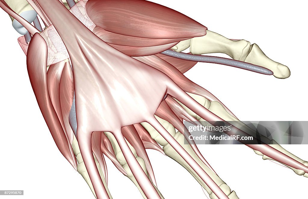The muscles of the hand
