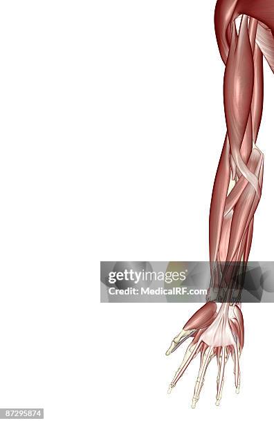 the muscles of the upper limb - 二頭筋点のイラスト素材／クリップアート素材／マンガ素材／アイコン素材