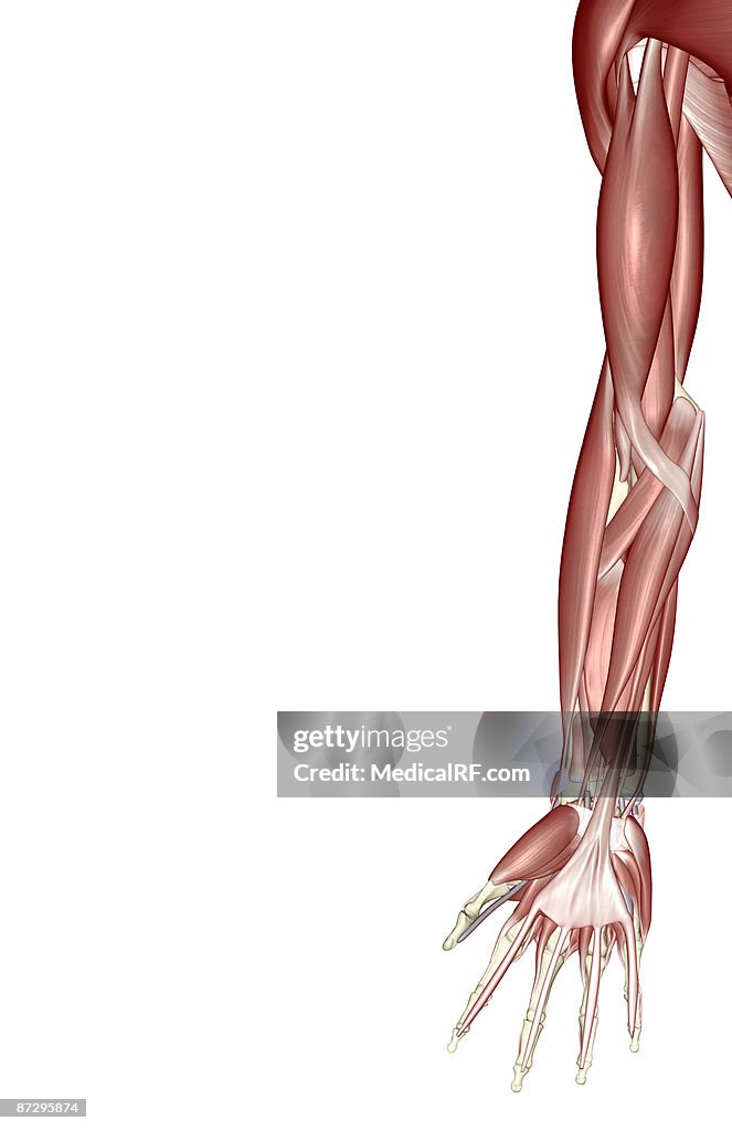 The muscles of the upper limb