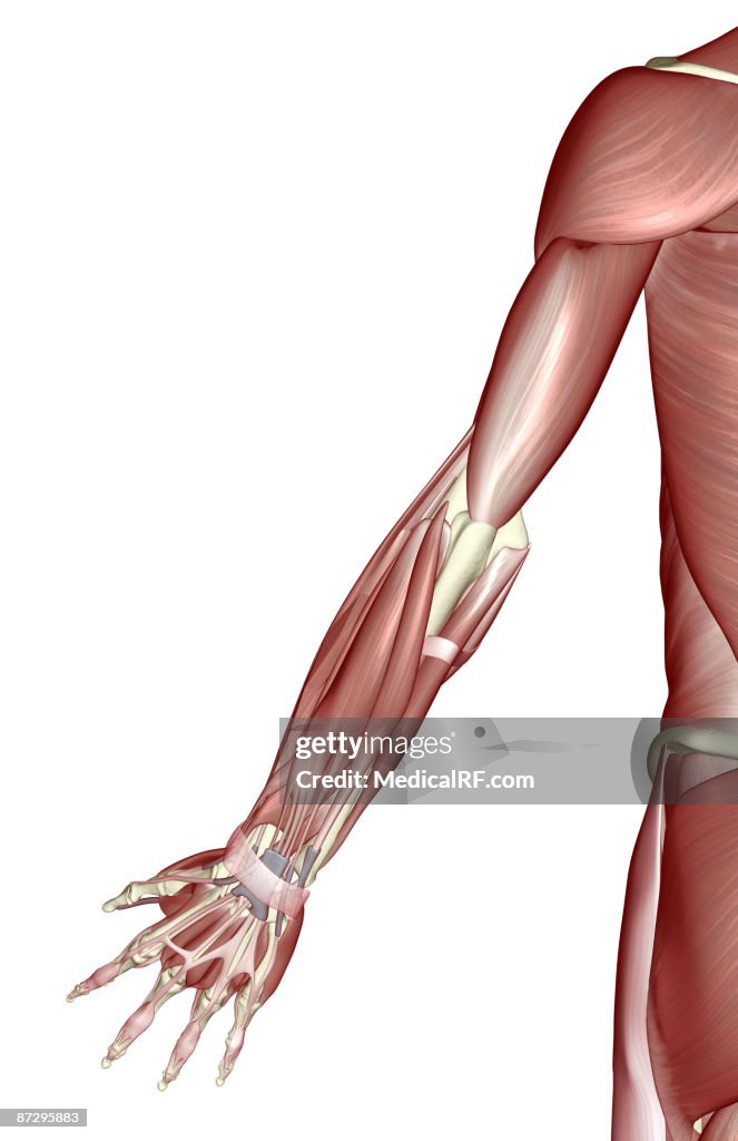 The Muscles Of The Upper Limb High Biology Diagrams