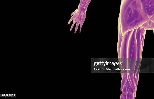 Hamstring Cells 1,644 Hamstring Anatomy Stock Photos, High-Res Pictures, and Images ...