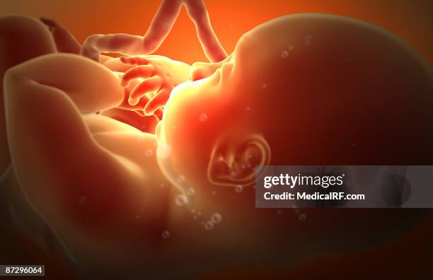 embryonic development - embryo stock illustrations