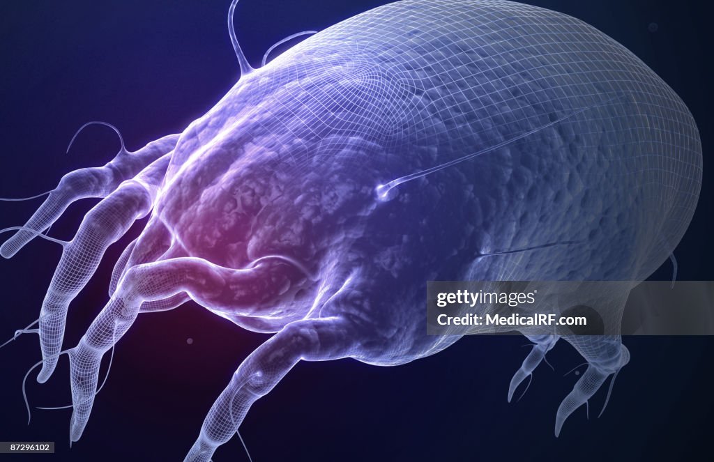 Dust mite
