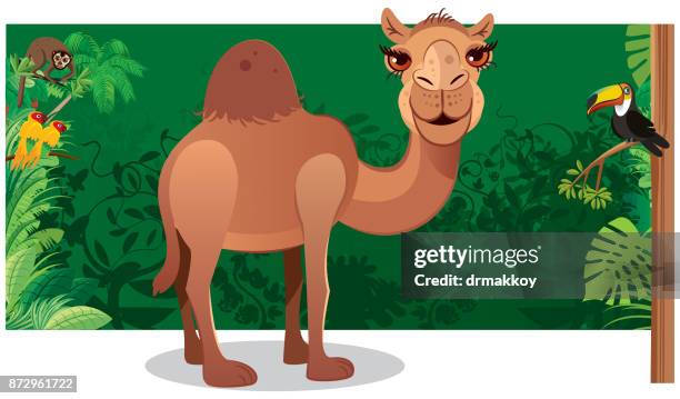 camel - united arab emirates desert stock illustrations