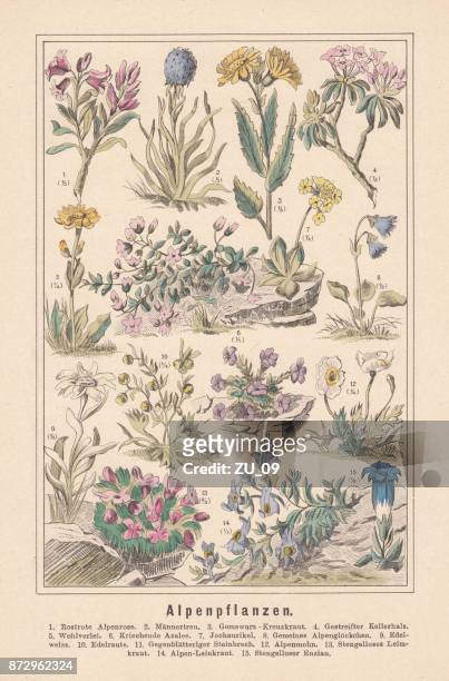 alpenpflanzen, handkolorierten lithographie, veröffentlicht im jahre 1890 - herbstenzian stock-grafiken, -clipart, -cartoons und -symbole