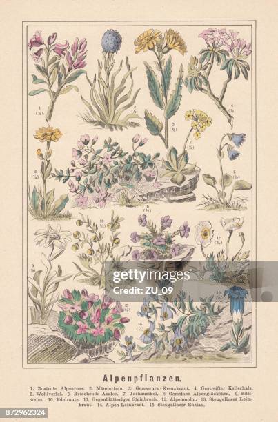 alpine plants, hand-colored lithograph, published in 1890 - texas wildflower stock illustrations