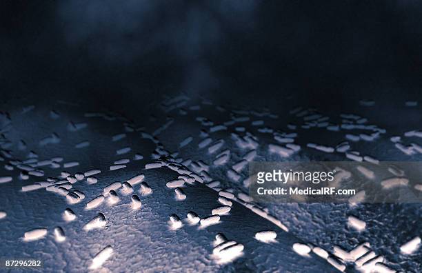 rod shaped bacteria - bacillus cereus stock-grafiken, -clipart, -cartoons und -symbole