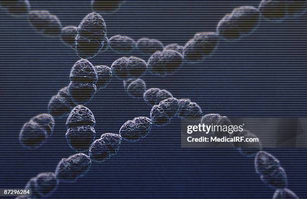 stockillustraties, clipart, cartoons en iconen met streptococci - streptococcus pyogenes