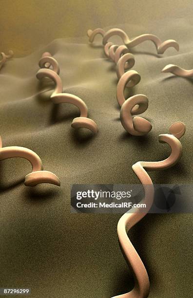 ilustrações de stock, clip art, desenhos animados e ícones de treponema pallidum - treponema pallidum