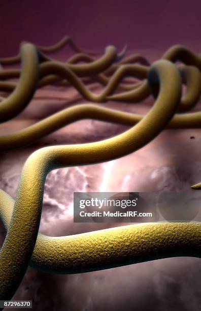 lyme disease bacteria - lyme disease stock illustrations