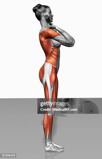 front squat exercise (part 2 of 2) - quadriceps muscle stock illustrations