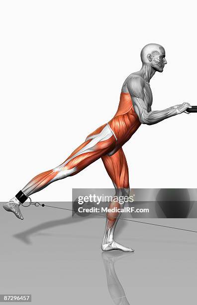 skater exercise - vastus lateralis stock-grafiken, -clipart, -cartoons und -symbole