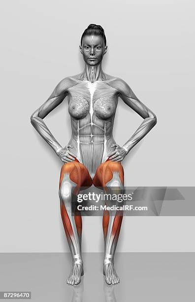 wall sit exercise - quadriceps muscle stock illustrations