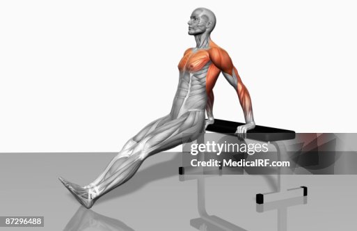 Bench dips (Part 2 of 2) Bench dips (Part 2 of 2)