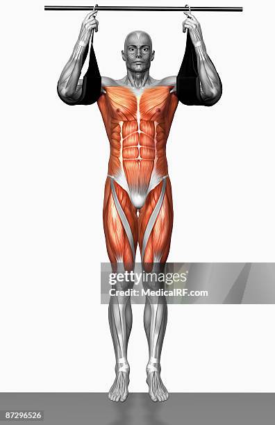 ilustrações de stock, clip art, desenhos animados e ícones de hanging leg raises (part 2 of 2) - vastus lateralis