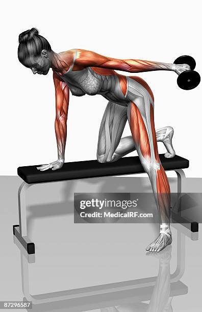 dumbbell kickback exercise (part 1 of 2) - vastus lateralis stock-grafiken, -clipart, -cartoons und -symbole