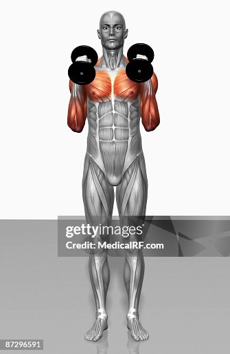 Hammer curl exercise (Part 1 of 2) Hammer curl exercise (Part 1 of 2)