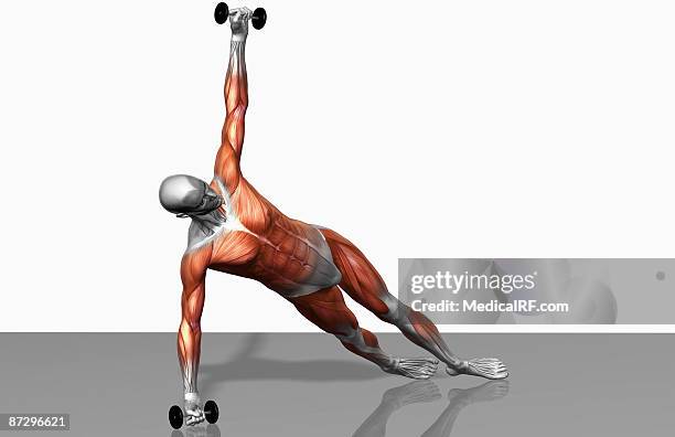 setanta push up - quadriceps muscle stock illustrations
