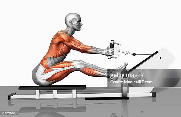 cable row exercise (part 2 of 2) - gastrocnemius stock illustrations