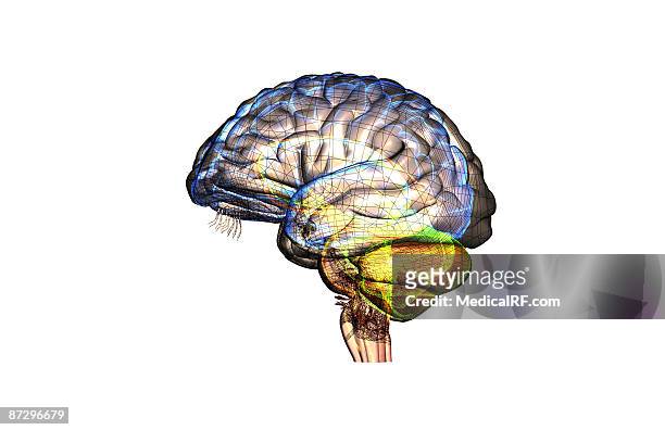 the brain - cerebral hemisphere 幅插畫檔、美工圖案、卡通及圖標