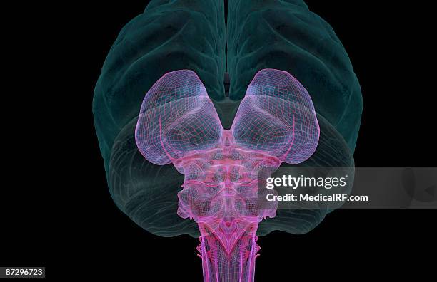 the brainstem - cerebral nuclei stock-grafiken, -clipart, -cartoons und -symbole