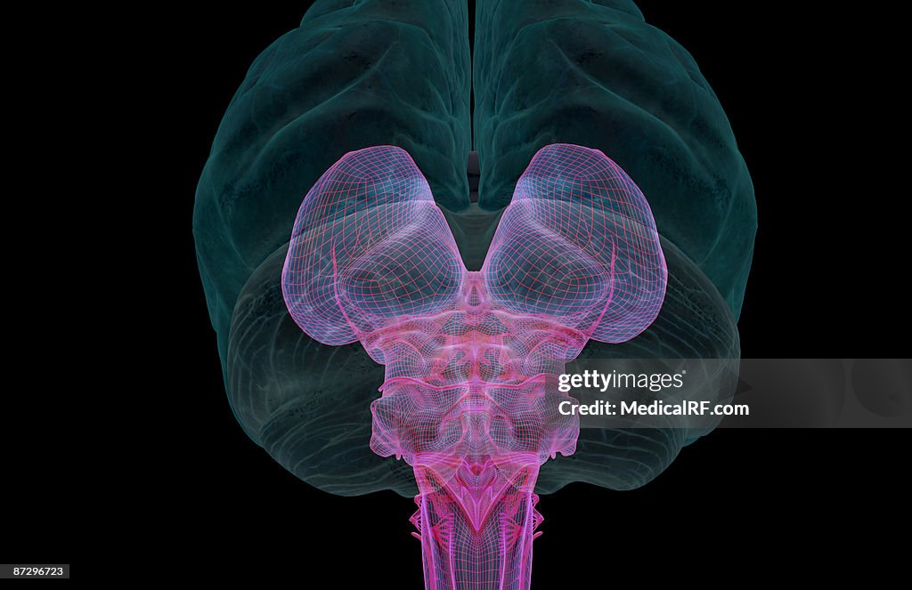 The brainstem