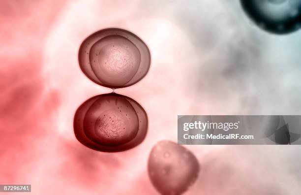 bildbanksillustrationer, clip art samt tecknat material och ikoner med mitosis - celldelning