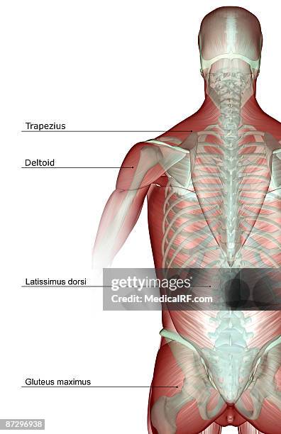 the musculoskeleton of the upper body - infraspinatus 幅插畫檔、美工圖案、卡通及圖標