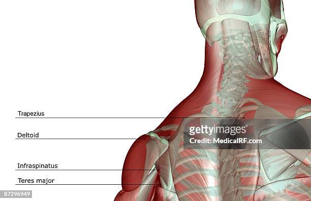 the musculoskeleton of the head and neck - infraspinatus stock illustrations