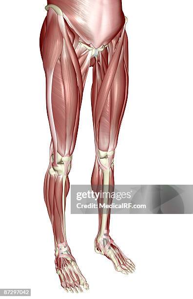 ilustrações, clipart, desenhos animados e ícones de the muscles of the lower body - fibularis longus muscle