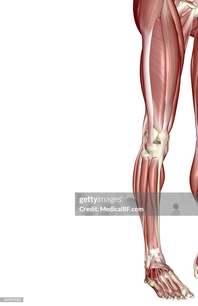 The Muscles Of The Lower Limb High Biology Diagrams
