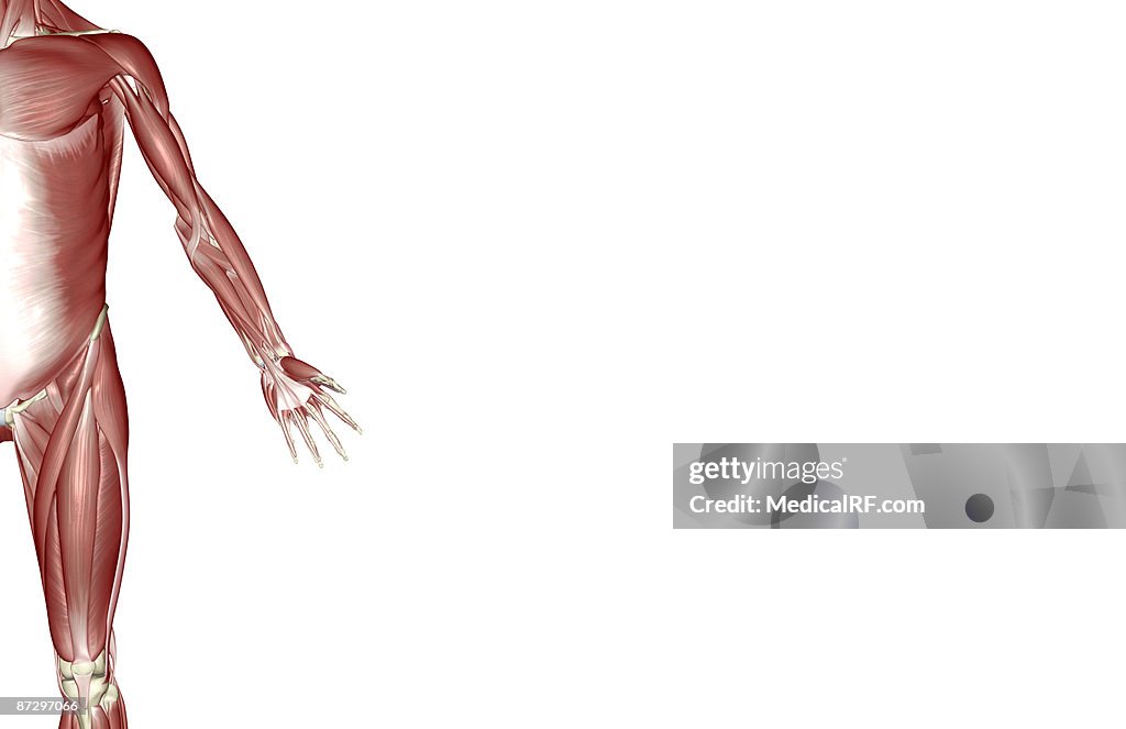 The Muscles Of The Upper Limb High Biology Diagrams