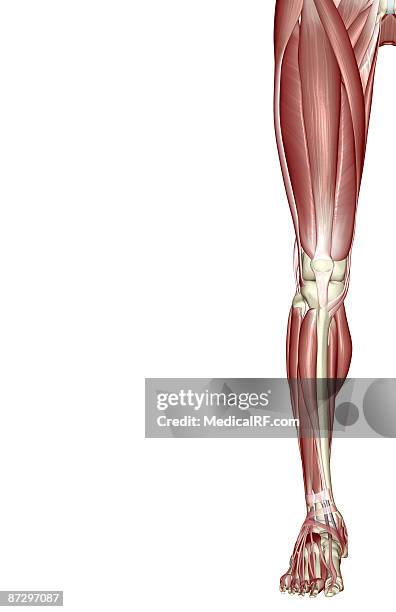 the muscles of the lower limb - vastus lateralis stock-grafiken, -clipart, -cartoons und -symbole