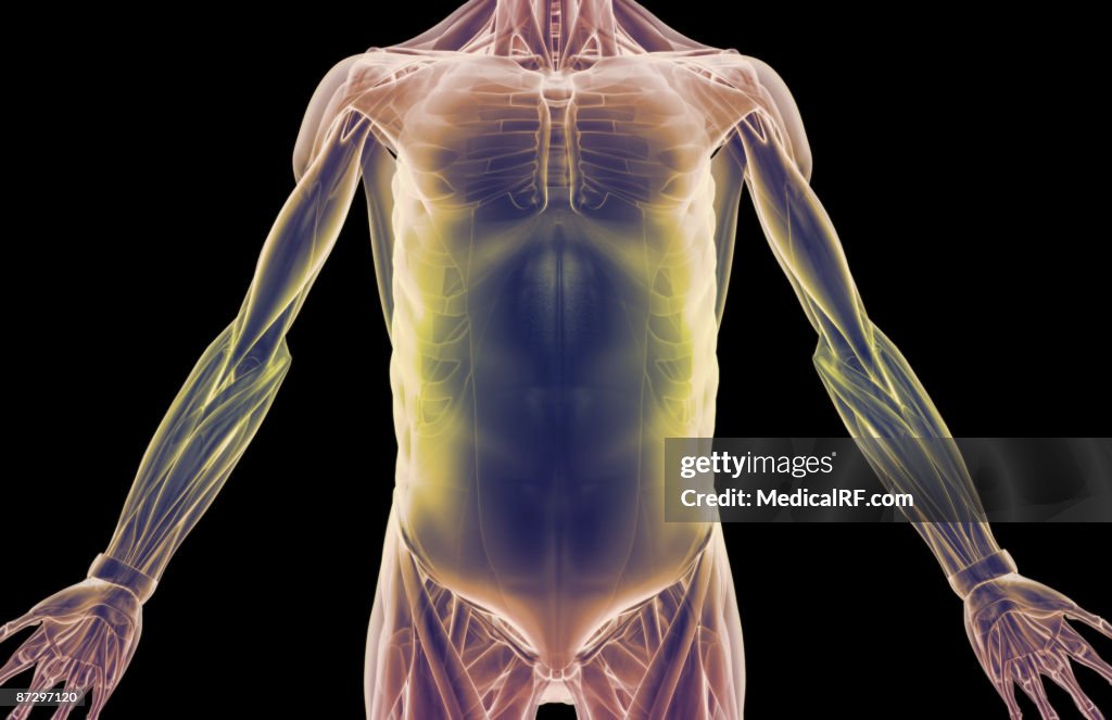 Trunk Function The Muscles Of The Trunk High-Res Vector Graphic - Getty Images