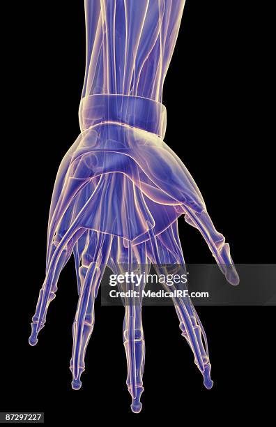 ilustraciones, imágenes clip art, dibujos animados e iconos de stock de the muscles of the hand - abductor digiti minimi