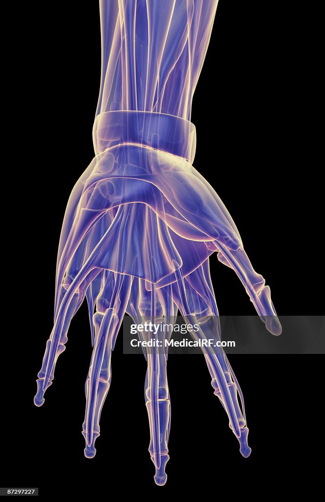 The muscles of the hand